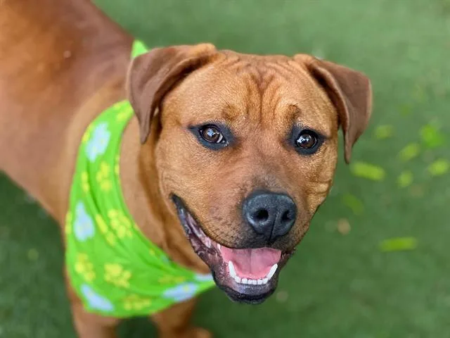 A young medium-sized female Mixed Breed dog named Quinn for adoption in Charlotte, NC