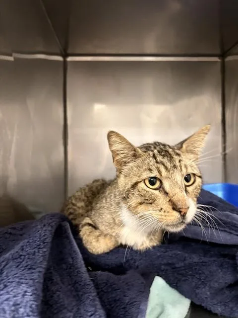 An adult medium-sized male Domestic Short Hair cat named Bruno for adoption in Killeen, TX