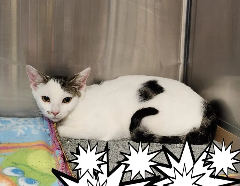 Feta thumbnail 3