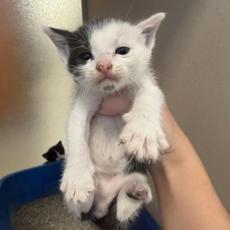 A baby small-sized male Black Domestic Short Hair cat named Paul for adoption in Rifle, CO