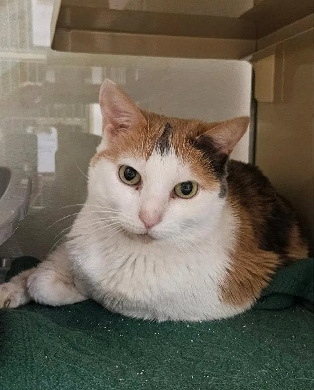An adult medium-sized female Calico cat named Charlotte for adoption in Gonic, NH