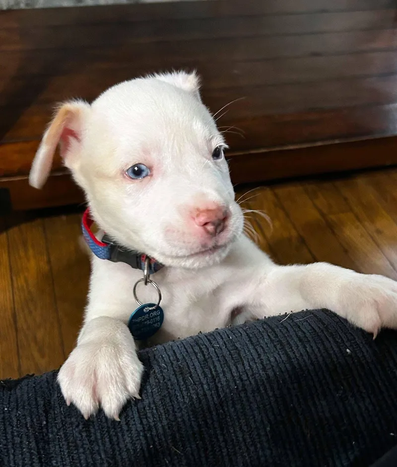 A baby medium-sized male Pit Bull Terrier dog named Koda for adoption in Jefferson City, MO