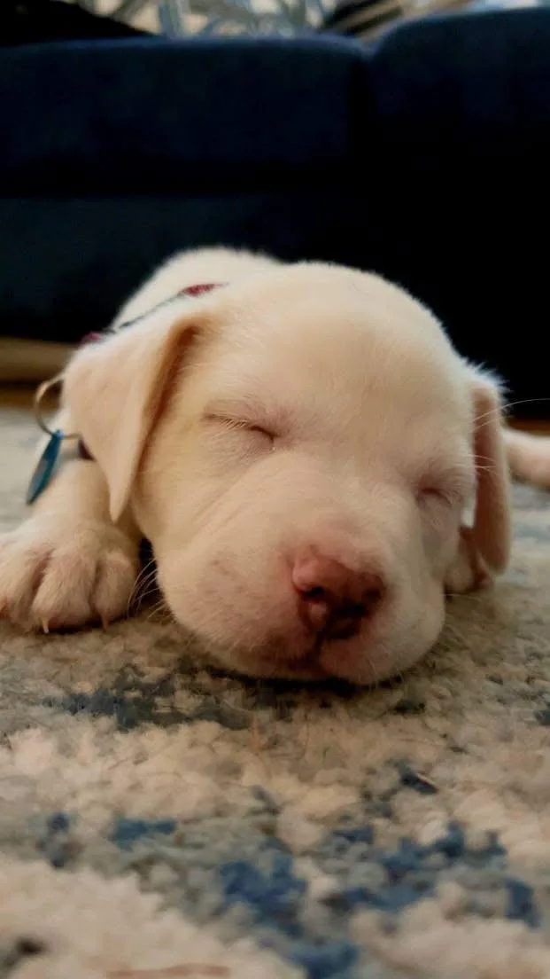 Koda thumbnail 2