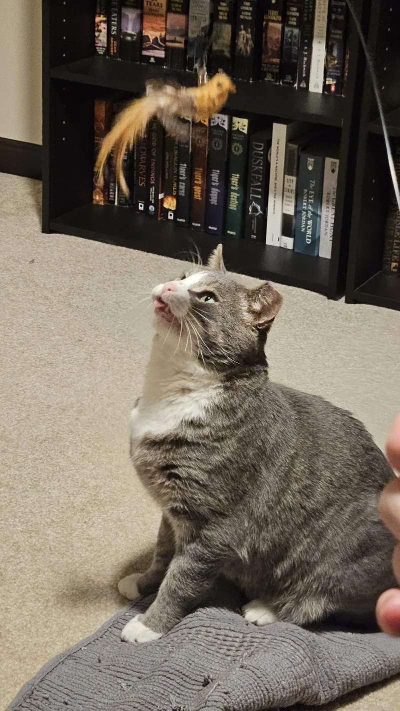 A senior large-sized male Gray & White American Shorthair cat named Button for adoption