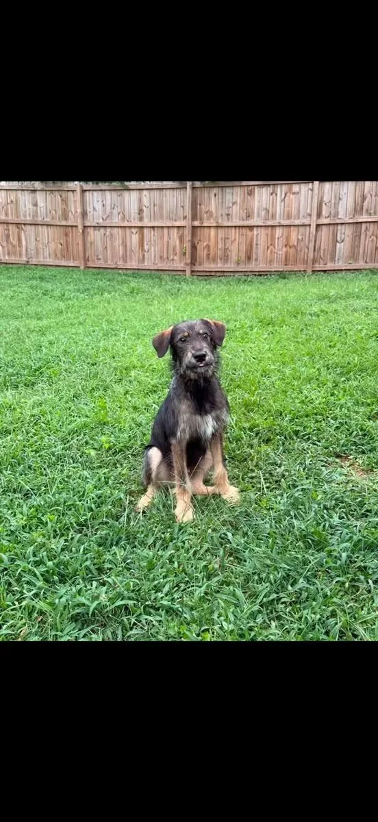 A young medium-sized male Schnauzer dog named Mike N. Ike for adoption in Alpharetta, GA
