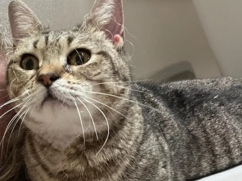 A young medium-sized female Domestic Short Hair cat named English Muffin for adoption in Raleigh, NC