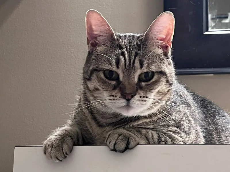 English Muffin thumbnail 2