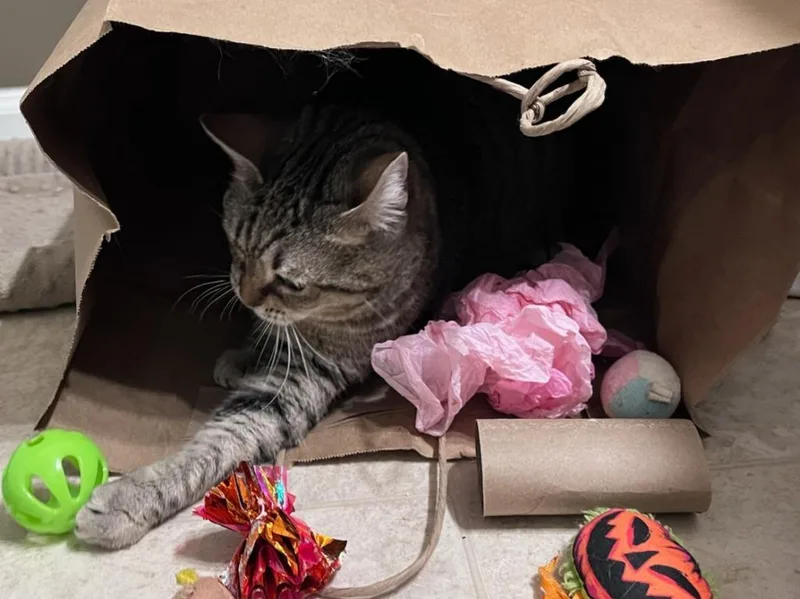 English Muffin thumbnail 3