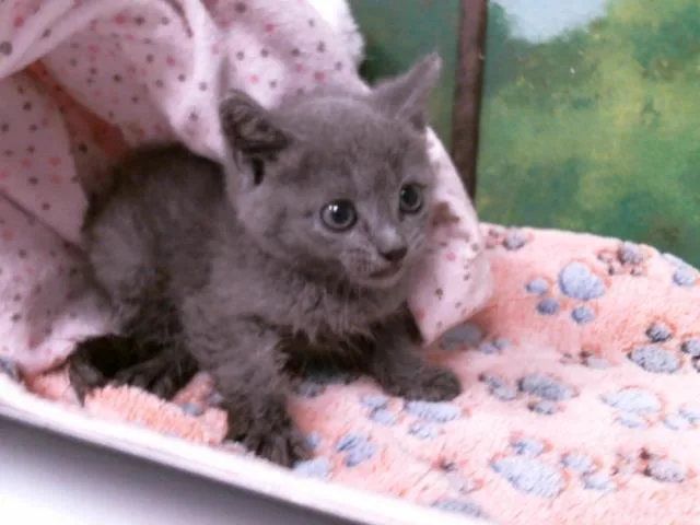 A baby small-sized female Russian Blue cat named Pepper for adoption in Houston, TX