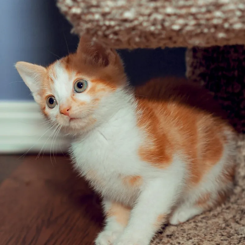 A young small-sized male Orange / Red Domestic Short Hair cat named Bubble for adoption in Wichita, KS