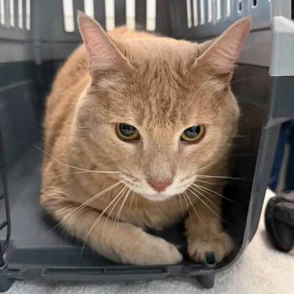 Tucker