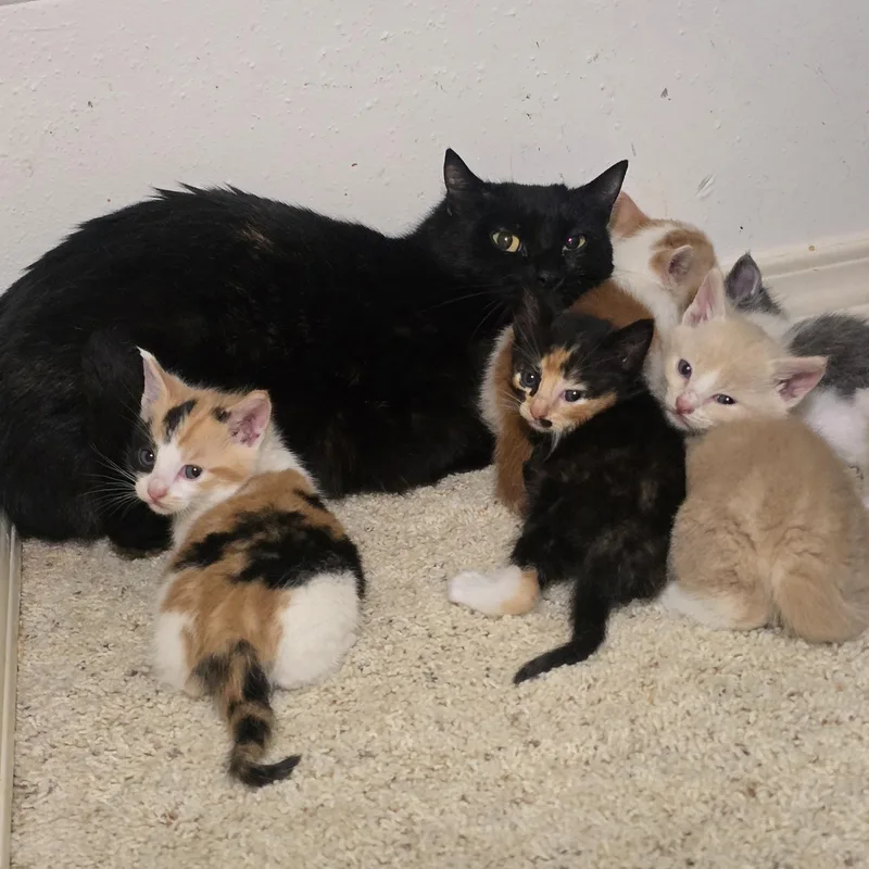 A baby medium-sized female Calico Domestic Short Hair cat named Cadbury for adoption in Maple Valley, WA