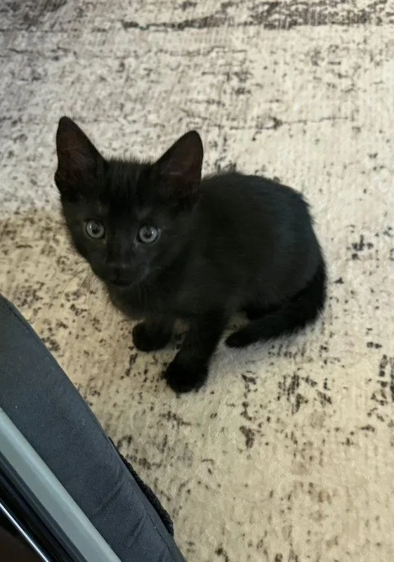 A baby medium-sized male Domestic Medium Hair cat named Bubba for adoption in Montgomery, TX