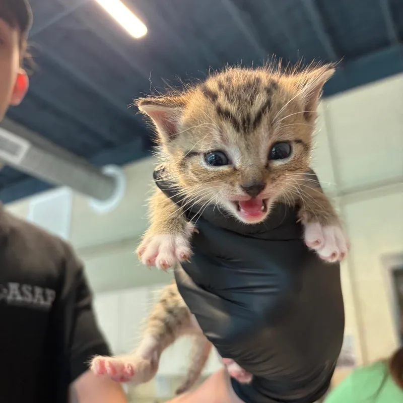 A baby small-sized male Brown / Chocolate Domestic Short Hair cat named Danish for adoption in Huntington, WV