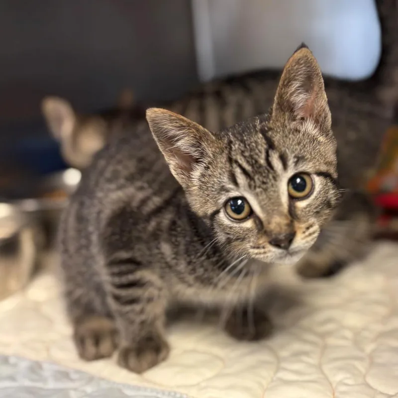A baby small-sized male Gray / Blue / Silver Domestic Short Hair cat named Fargo for adoption in Chehalis, WA