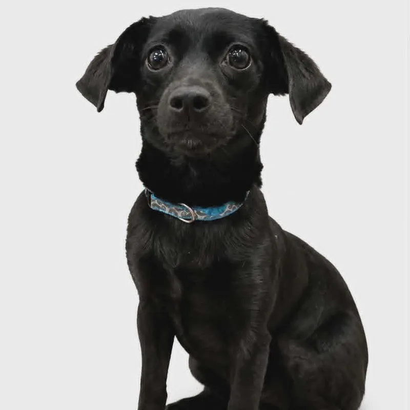 A young small-sized female Rat Terrier dog named Birdie Home Visit In for adoption in Hartland, WI