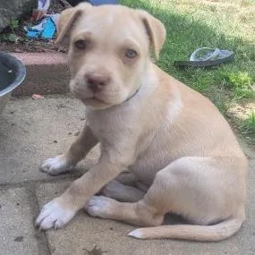 A baby small-sized male Mixed Breed dog named Huck for adoption in Allyn, WA