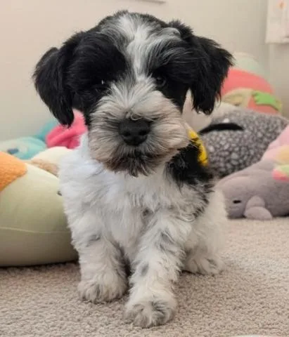 A baby small-sized male Tricolor (Brown, Black, & White) Schnauzer dog named Hobbs for adoption in Milton, GA