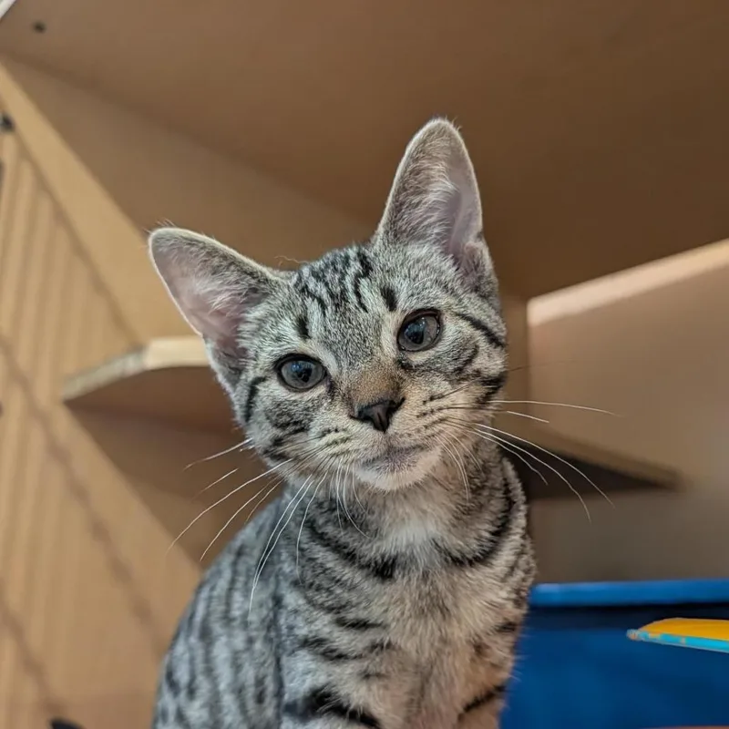 A baby small-sized male Brown / Chocolate Domestic Short Hair cat named Ona for adoption in Washington Township, OH