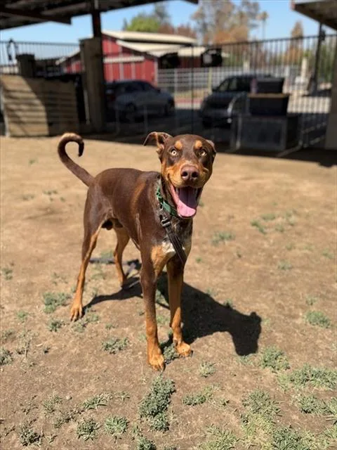 A young large-sized male Doberman Pinscher dog named Jack for adoption in Riverside, CA
