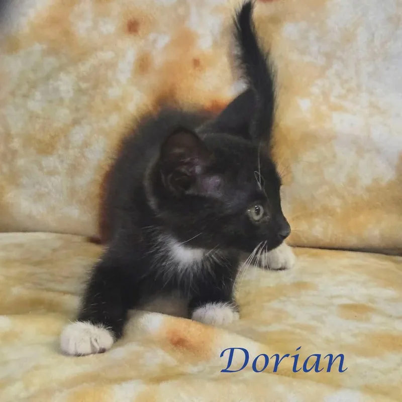 A baby small-sized male Black Domestic Short Hair cat named Dorian C for adoption in Lebanon, TN