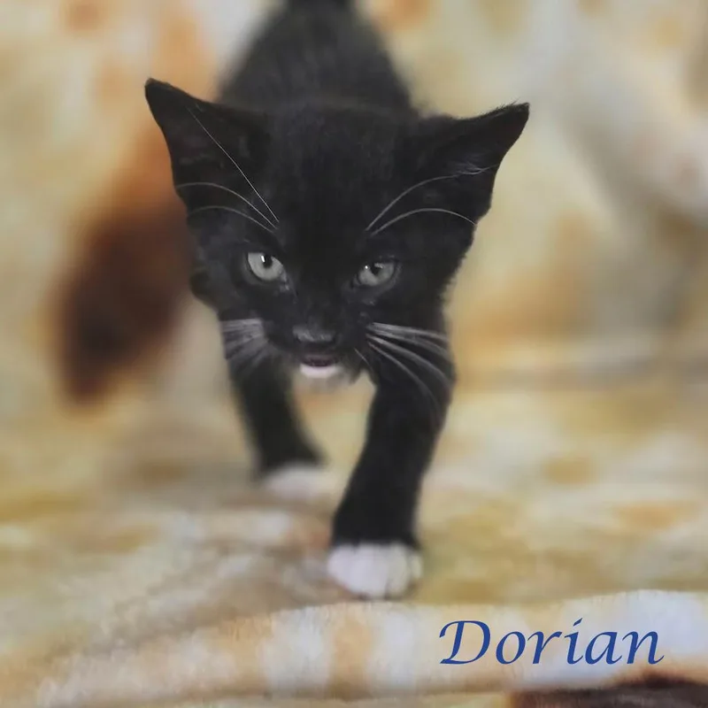 Dorian C thumbnail 2