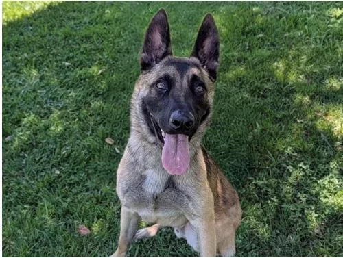 A young large-sized male Yellow / Tan / Blond / Fawn German Shepherd Dog dog named Max for adoption in San Clemente, CA