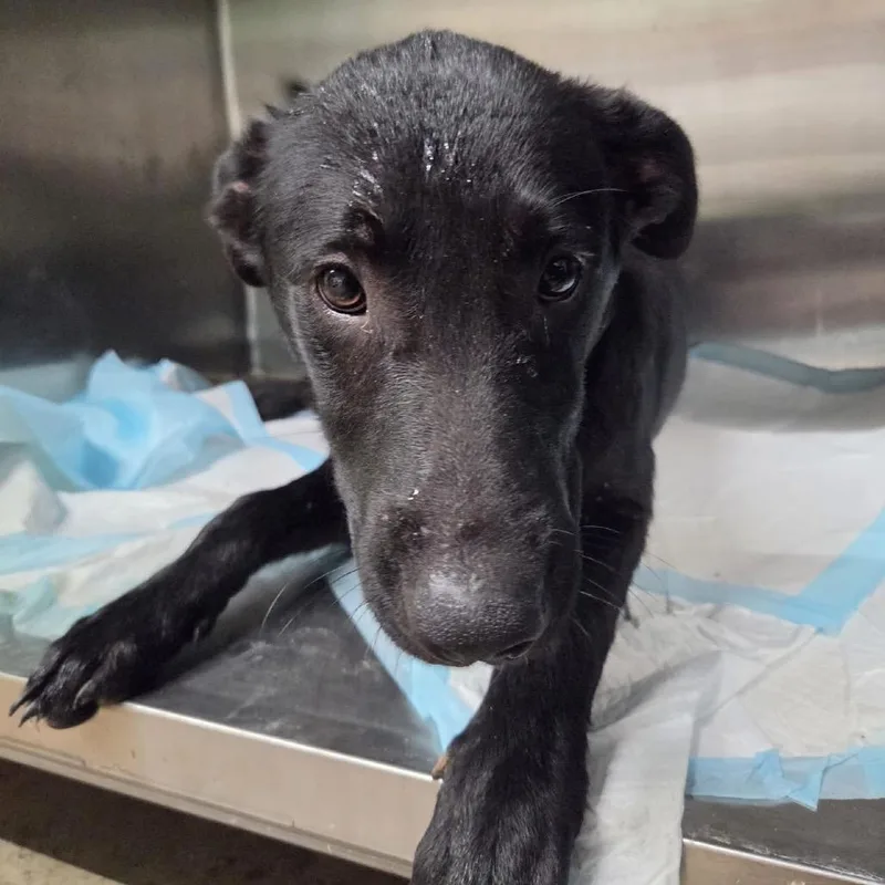 A young medium-sized male Black Mixed Breed dog named Pumpkin for adoption in Pauls Valley, OK