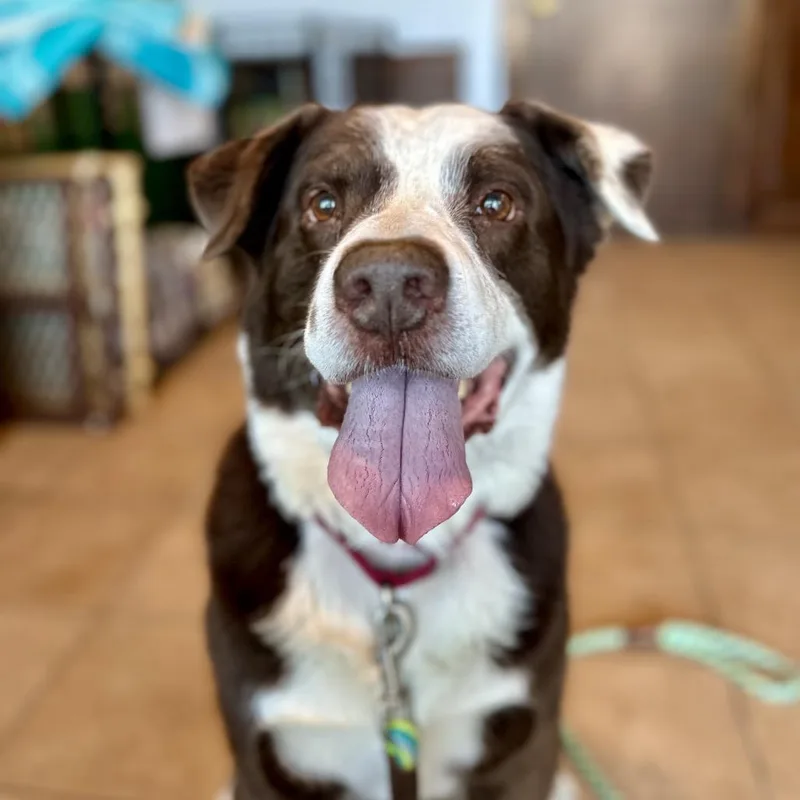 A senior large-sized male Brown / Chocolate Mixed Breed dog named Howard for adoption in Shawnee, KS