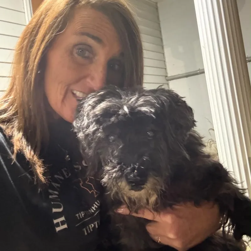 A senior small-sized female Schnauzer dog named Ms. Magoo for adoption in Tipton, IN