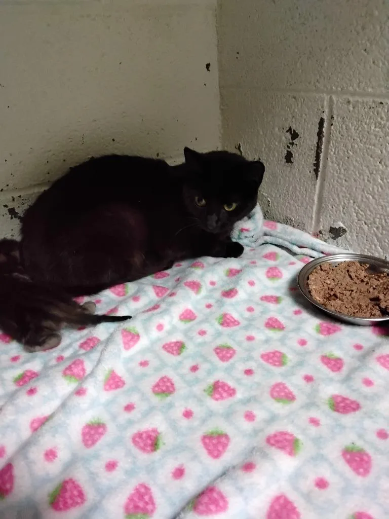 A young small-sized female Domestic Short Hair cat named Luna for adoption in Ada, OK