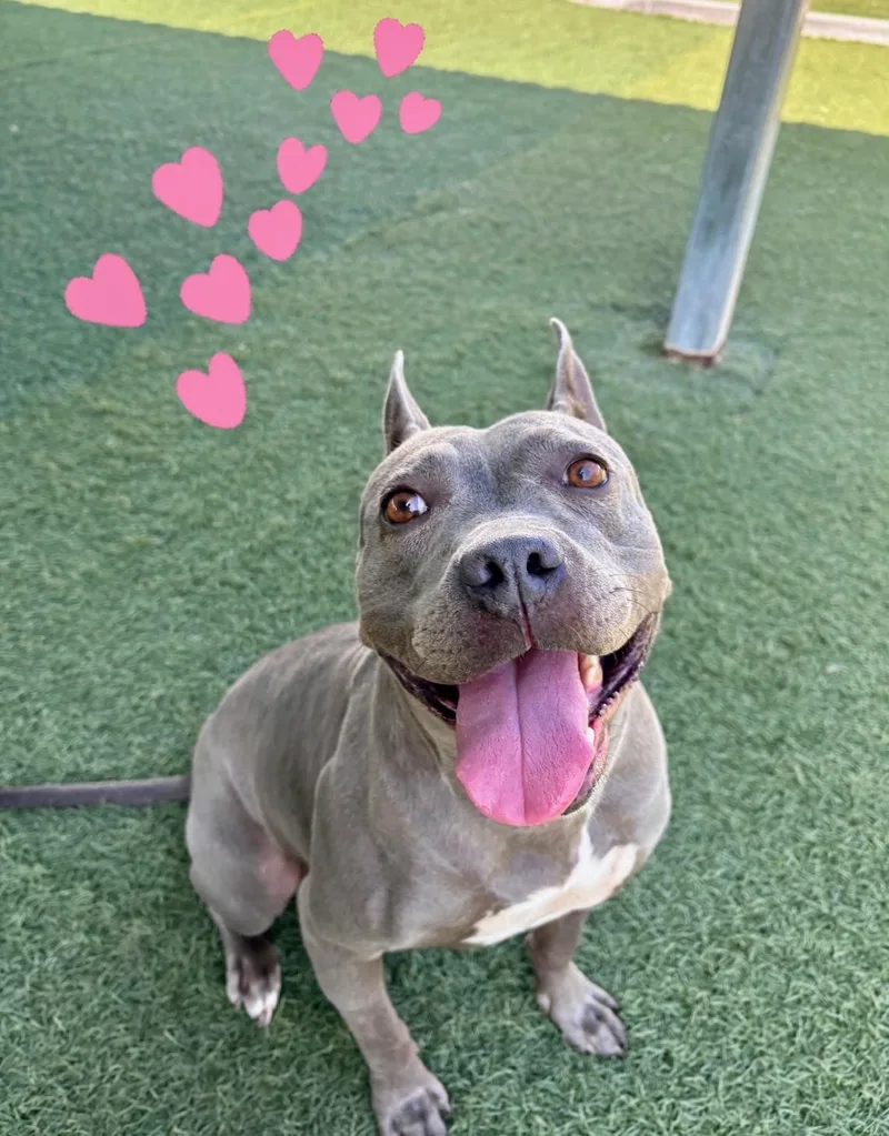 A young medium-sized female Staffordshire Bull Terrier dog named Dior for adoption in santa monica, CA