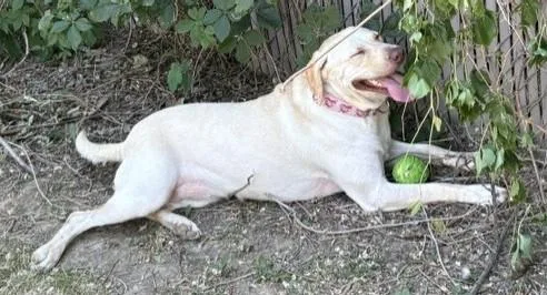 An adult large-sized female Yellow / Tan / Blond / Fawn Yellow Labrador Retriever dog named Marley for adoption in Pasco, WA