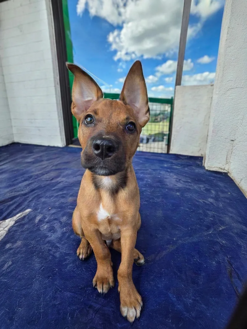 A baby medium-sized male Black German Shepherd Dog dog named Luke for adoption in White Lake, MI