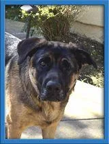 A young large-sized female German Shepherd Dog dog named Bandit for adoption in Irvine, CA