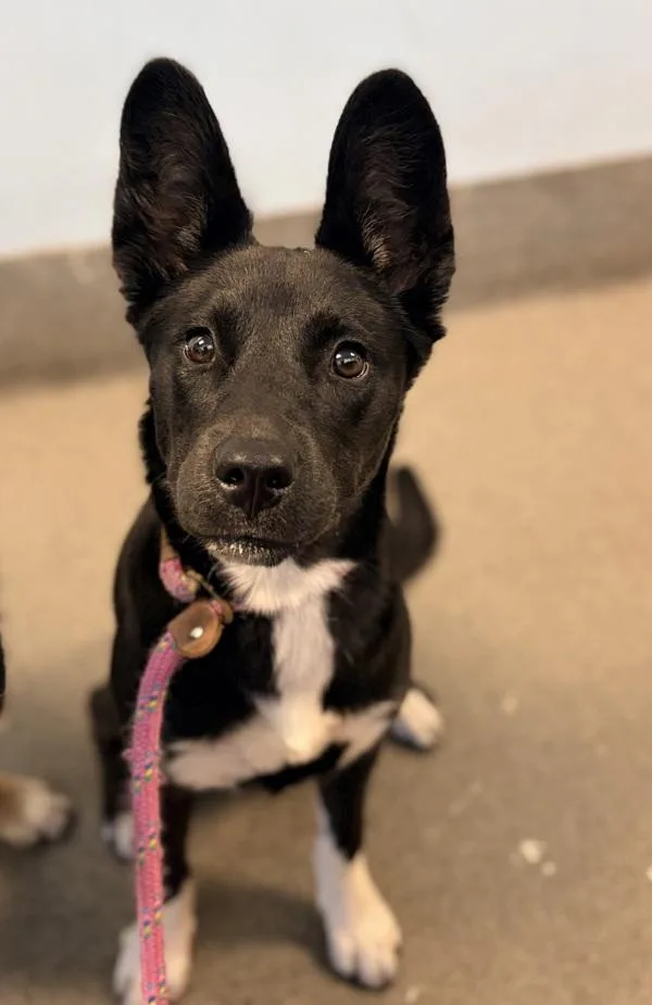 A young medium-sized female Siberian Husky dog named Scuba for adoption in Richmond, VA