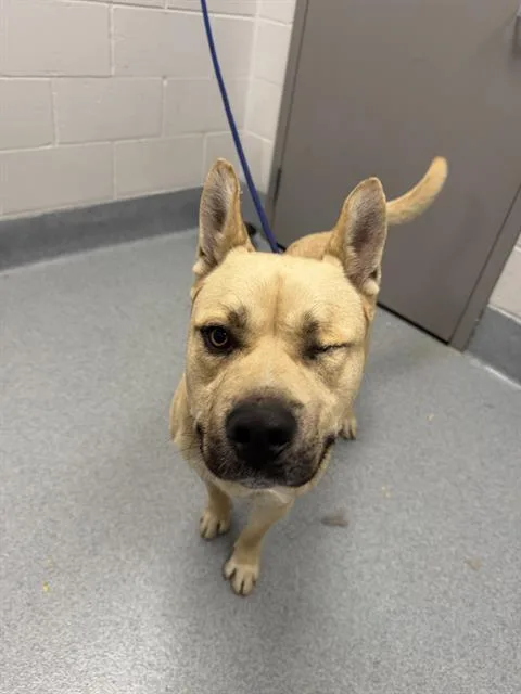 An adult medium-sized male Labrador Retriever dog named Hank for adoption in Indianapolis, IN
