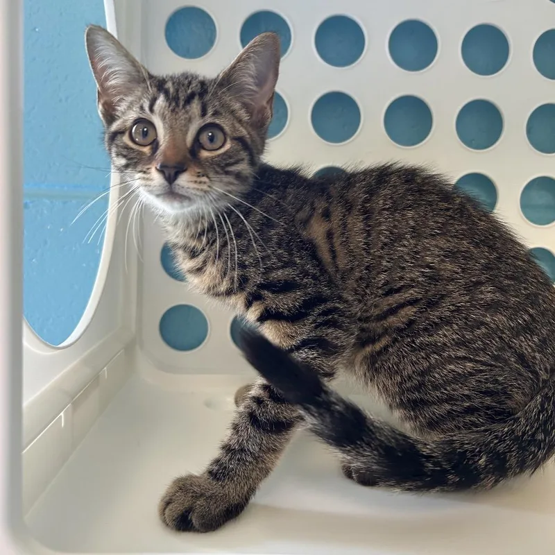 A baby small-sized male Gray / Blue / Silver Domestic Short Hair cat named Tarzan for adoption in Roxboro, NC