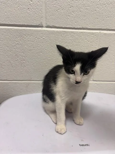 A baby small-sized male Domestic Short Hair cat named Balto for adoption in Upper Marlboro, MD