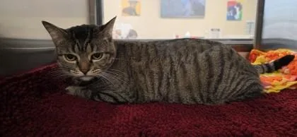 An adult small-sized female Domestic Short Hair cat named Pepper for adoption in Phoenix, AZ