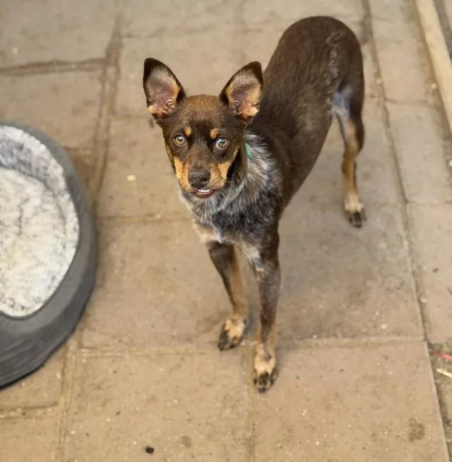 A young medium-sized male Miniature Pinscher dog named Teddy for adoption in Santa Maria, CA