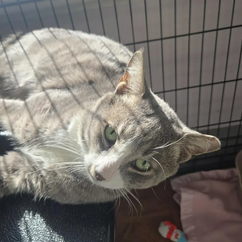 A young large-sized male Gray / Blue / Silver Domestic Short Hair cat named Kurt for adoption in Salisbury, MA