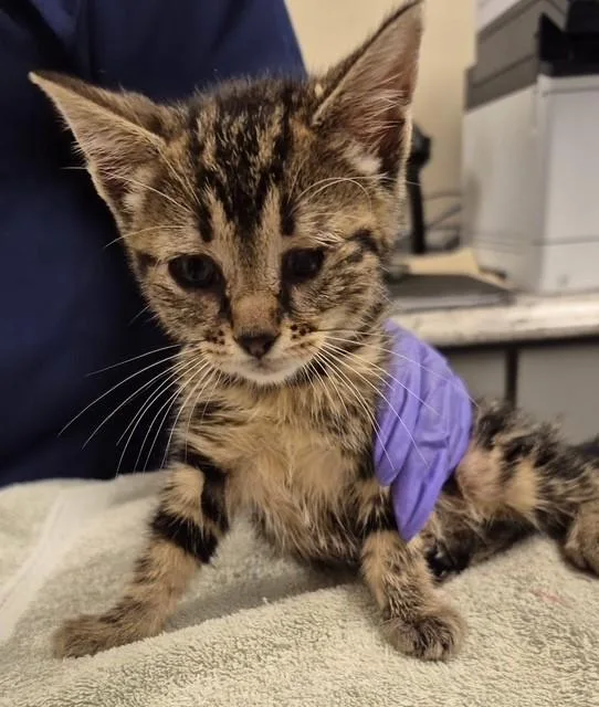 A baby small-sized female Domestic Short Hair cat named Rosemary for adoption in Lodi, CA