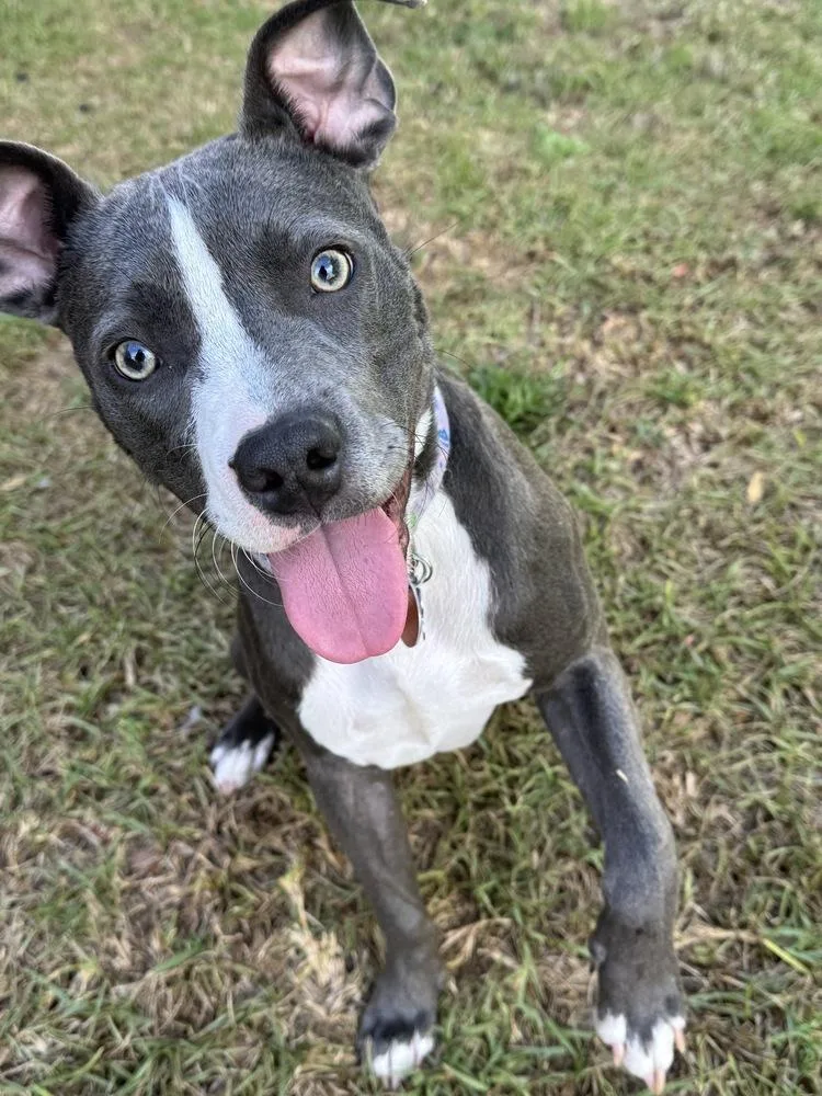 A baby small-sized female Gray / Blue / Silver American Bulldog dog named Mei for adoption in Milton, FL