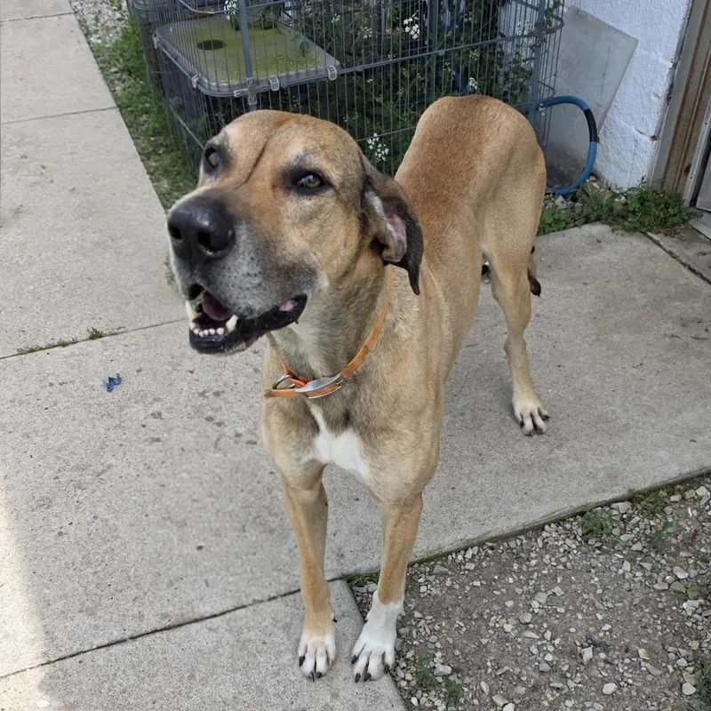 A senior large-sized male Yellow / Tan / Blond / Fawn Great Dane dog named AUROGary for adoption in Aurora, MO