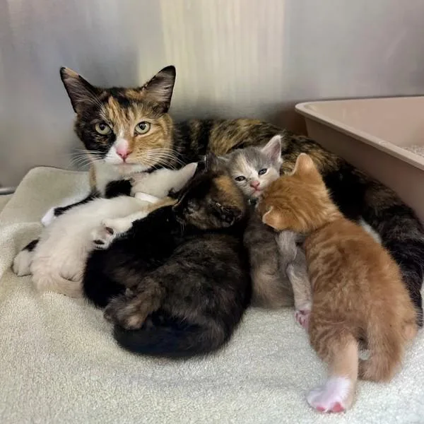 A young small-sized female Domestic Short Hair cat named Seahorse for adoption in Walnut Creek, CA