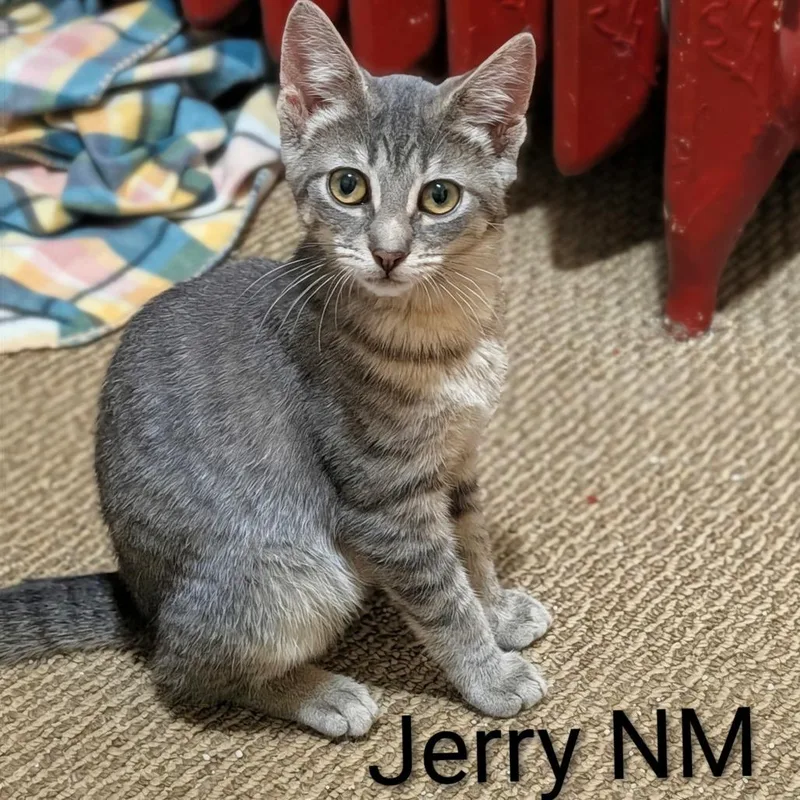 A baby medium-sized male Tabby (Gray / Blue / Silver) Domestic Short Hair cat named Jerry for adoption in Beulaville, NC