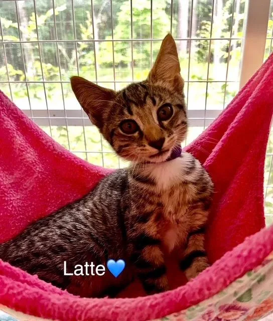 A baby small-sized male Domestic Short Hair cat named Latte for adoption in Lunenburg, MA