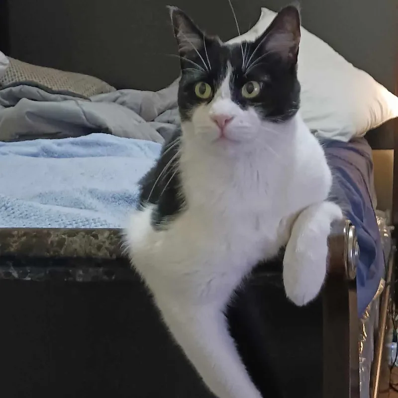 Oreo
