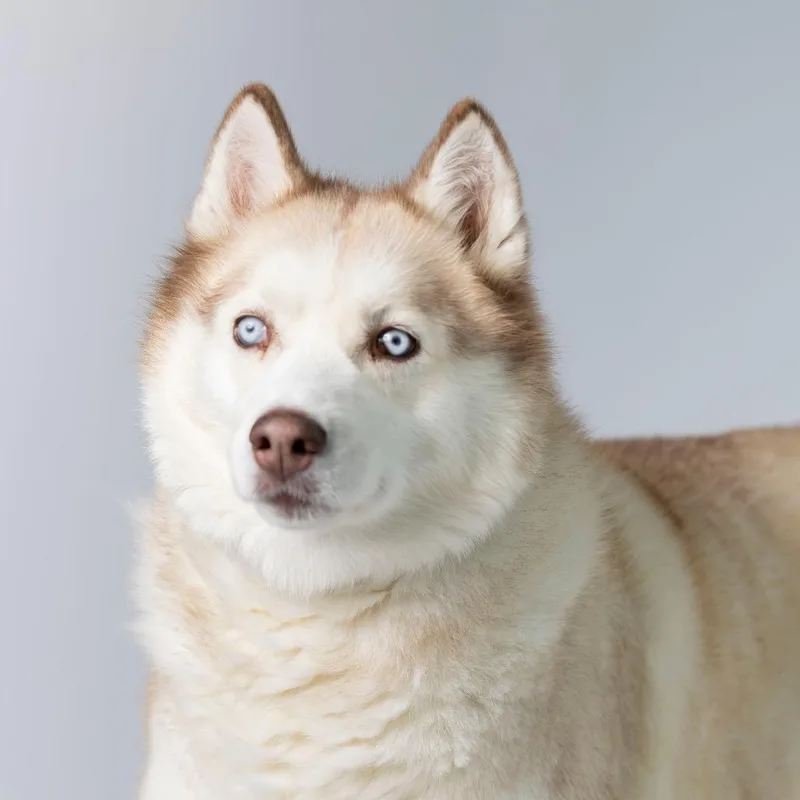 A senior large-sized female Red / Chestnut / Orange Mixed Breed dog named Sugar for adoption in Dearborn, MI